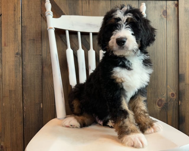 A picture of a James, one of our Standard Bernedoodles puppies that went to their home in Iowa