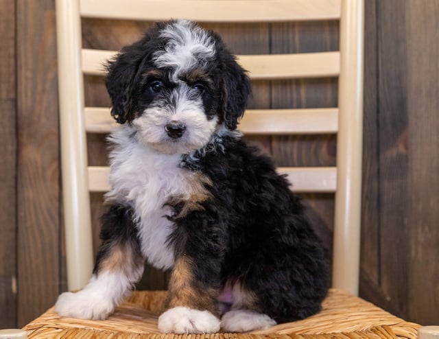 Xarco is an F1 Bernedoodle that should have  and is currently living in Minnesota