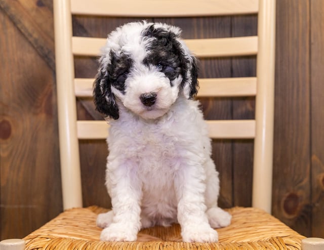 Gracie Ann is an F1B Sheepadoodle that should have  and is currently living in West Virginia