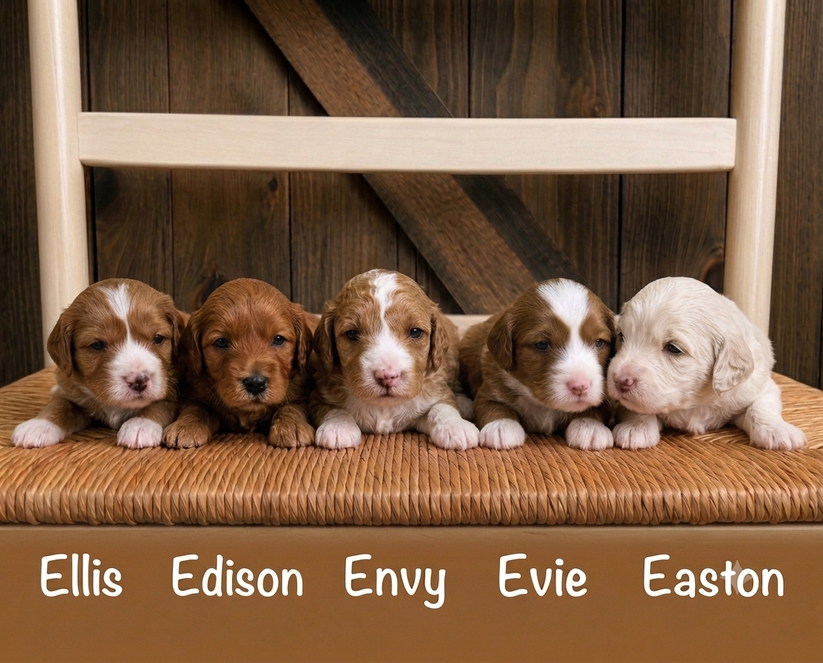 A litter of Mini Goldendoodles raised in Iowa by Poodles 2 Doodles