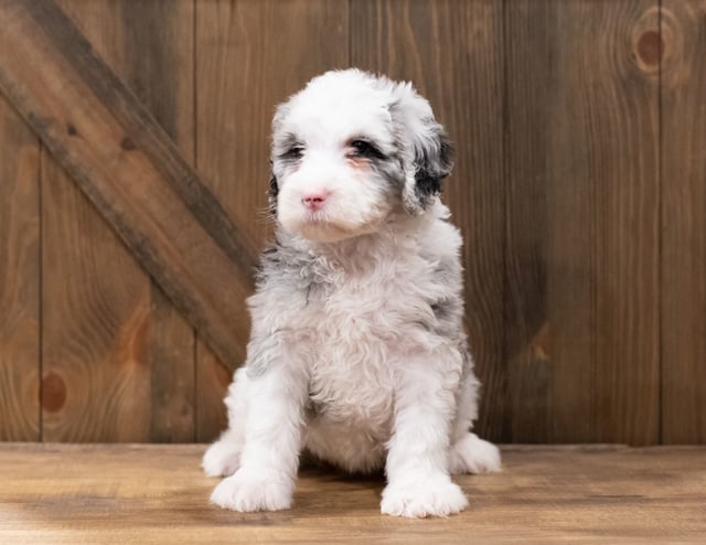 Zola came from Zola and Merlin's litter of F1 Sheepadoodles