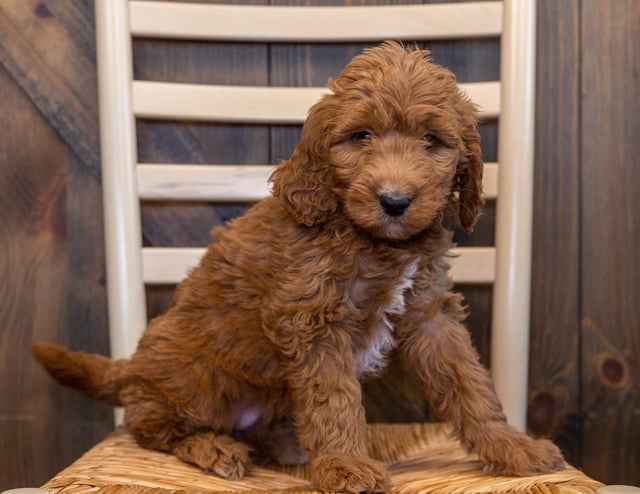 A picture of a Luna, one of our Mini Goldendoodles puppies that went to their home in South Dakota