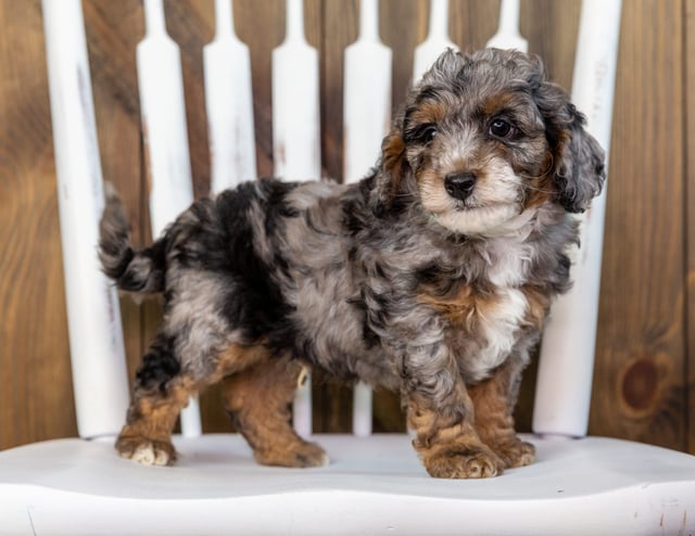 Toby is an F1BB Bernedoodle that should have  and is currently living in Massachusetts 