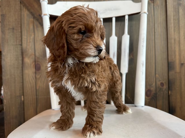 Onyx is an F1BB Goldendoodle that should have  and is currently living in South Dakota