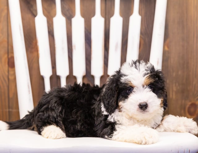 A picture of a Ivonne, one of our Mini Bernedoodles puppies that went to their home in Iowa