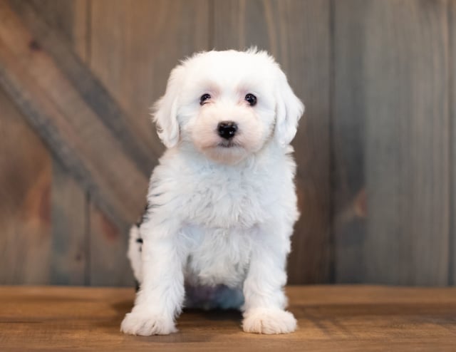 Uki came from Piper and Stanley's litter of F1 Sheepadoodles