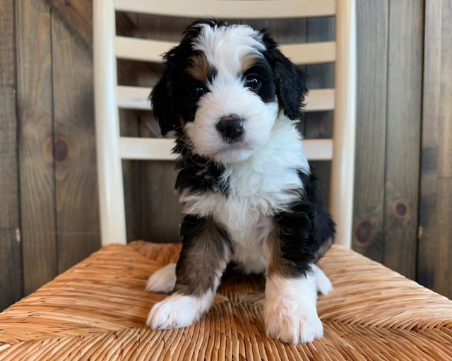 A picture of a Jacklyn, one of our Standard Bernedoodles puppies that went to their home in Iowa