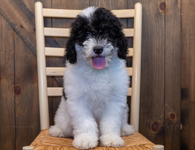 Gibbs is an F1B Sheepadoodle for sale in Iowa.