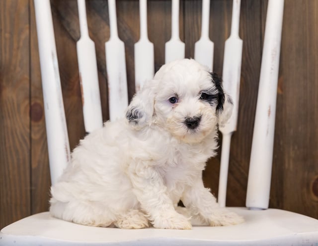 A picture of a Hazel, one of our Mini Sheepadoodles puppies that went to their home in California