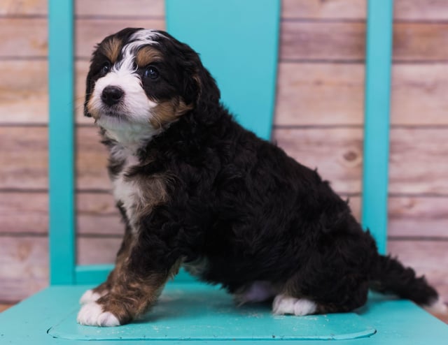 Luther is an F1 Bernedoodle that should have  and is currently living in Massachusetts 