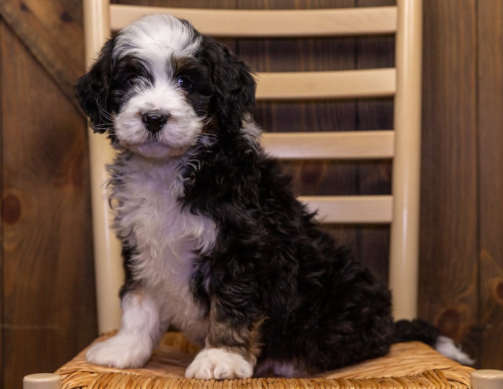 Yolo came from Percy and Bentley's litter of F1 Bernedoodles
