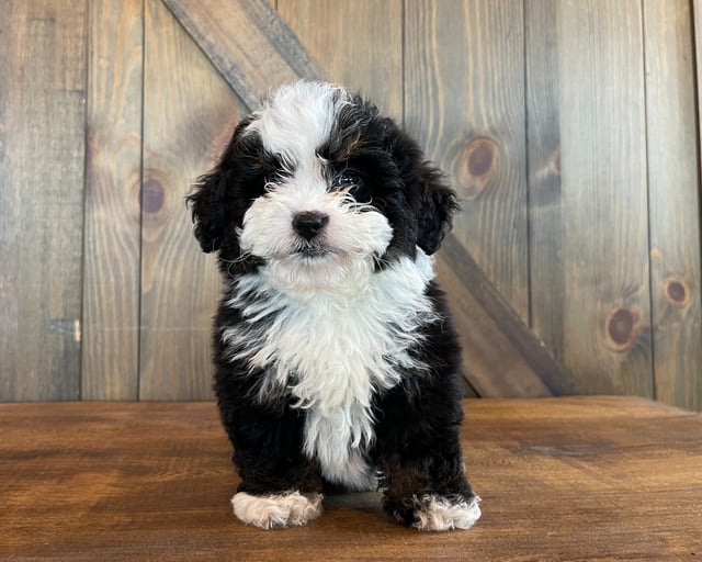 Ava is an F1 Bernedoodle for sale in Iowa.