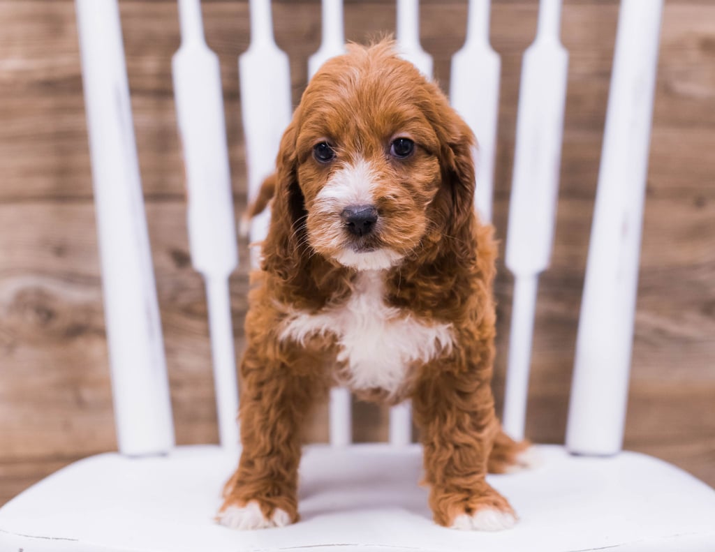 Tilly came from Ginger and Rugar's litter of F1 Irish Doodles