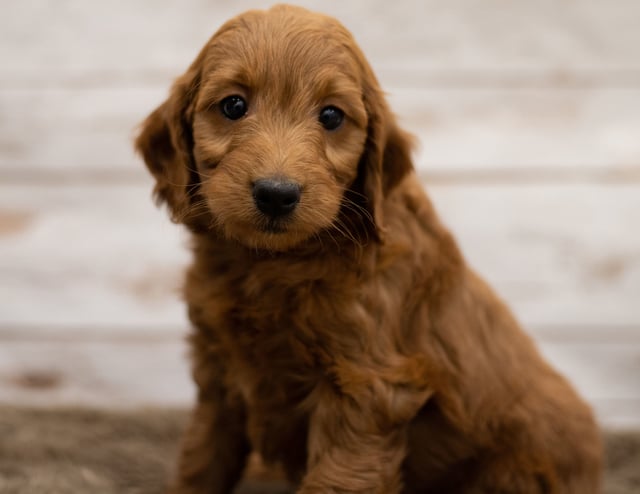 Holly is an F1 Goldendoodle for sale in Iowa.