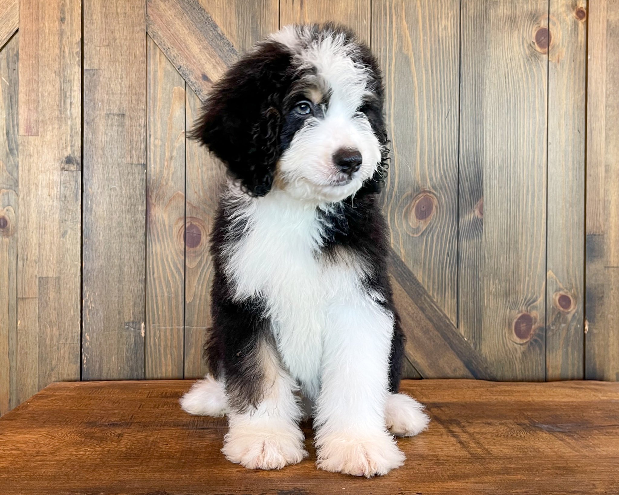 A litter of Standard Bernedoodles raised in Iowa by Poodles 2 Doodles