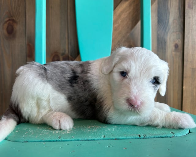 Kim is an F1 Sheepadoodle that should have  and is currently living in Florida 