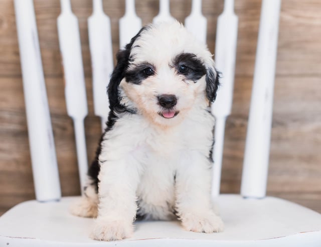 Sheepadoodles bred in in Iowa by Poodles 2 Doodles