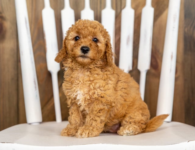 Patsy came from Berkeley and Taylor's litter of F1B Goldendoodles