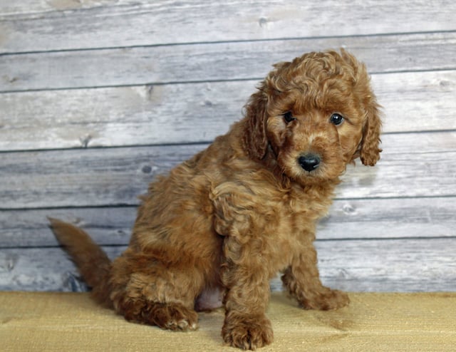 Usher is an F1B Goldendoodle that should have  and is currently living in Colorado 