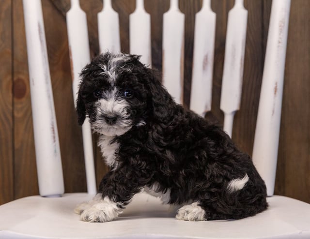 Wednesday is an F1B Sheepadoodle that should have  and is currently living in Iowa