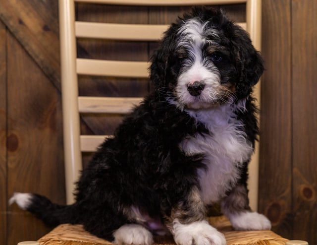 A picture of a Yasho, one of our Standard Bernedoodles puppies that went to their home in South Dakota