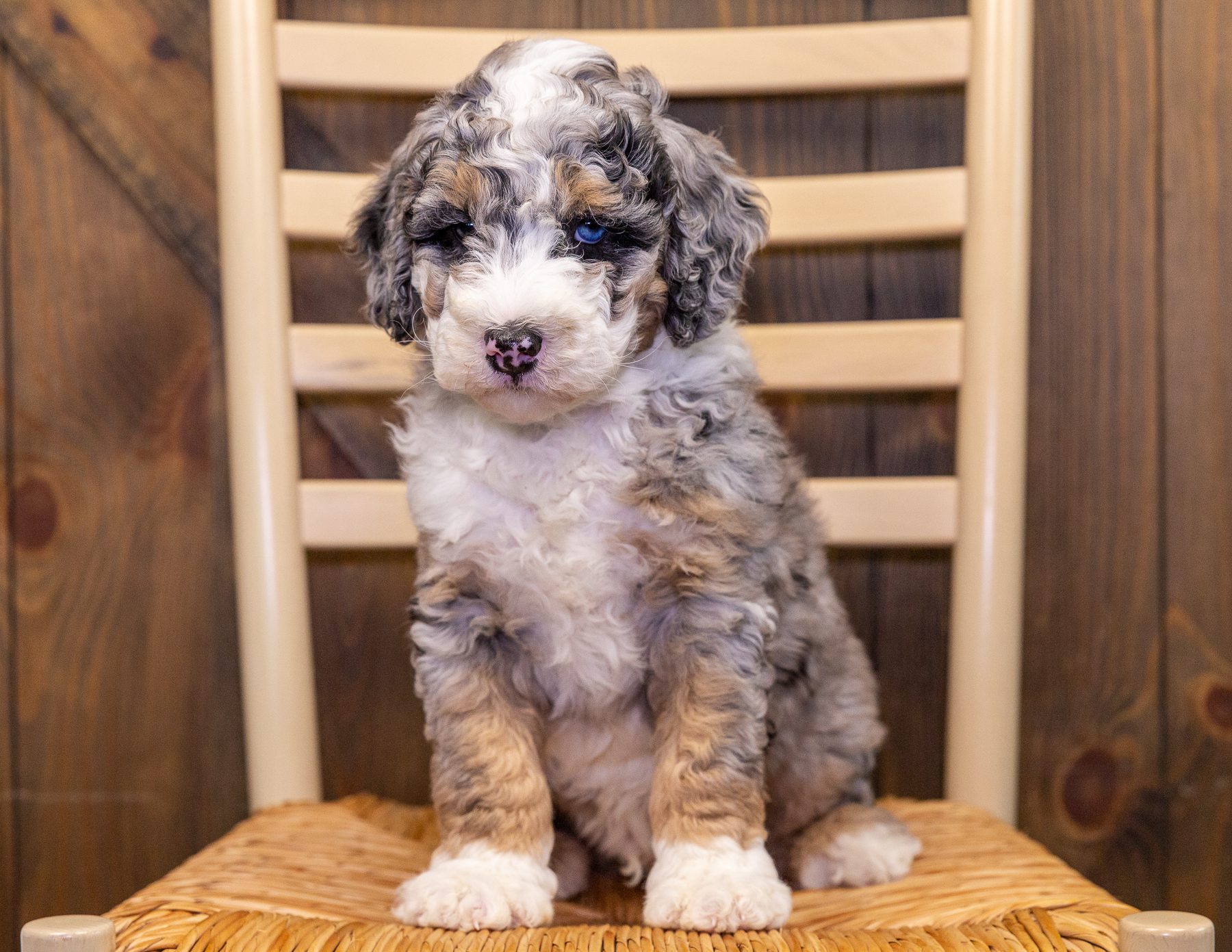 A litter of Mini Sheepadoodles raised in Iowa by Poodles 2 Doodles