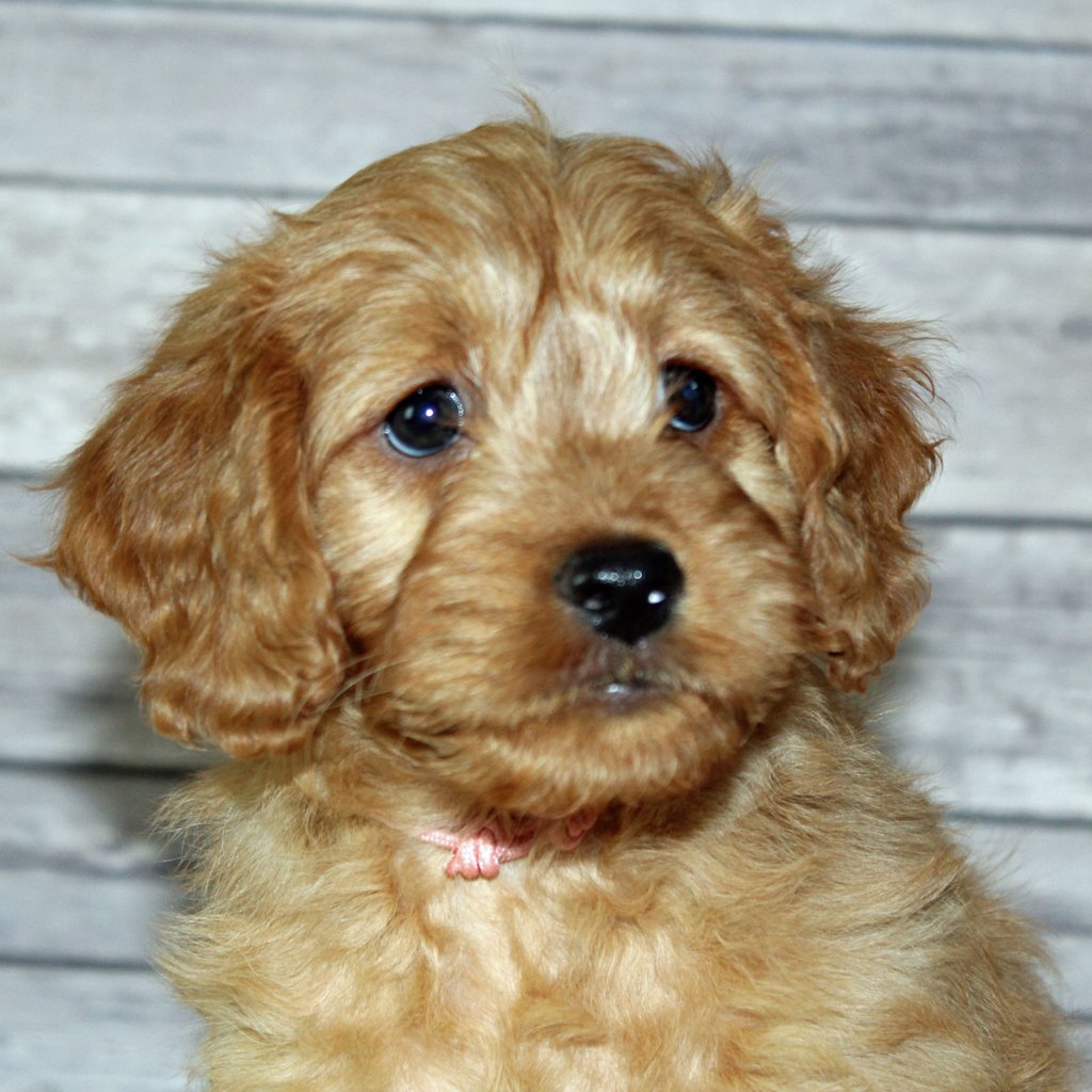 Yuki is an F2B Irish Goldendoodle that should have  and is currently living in Missouri