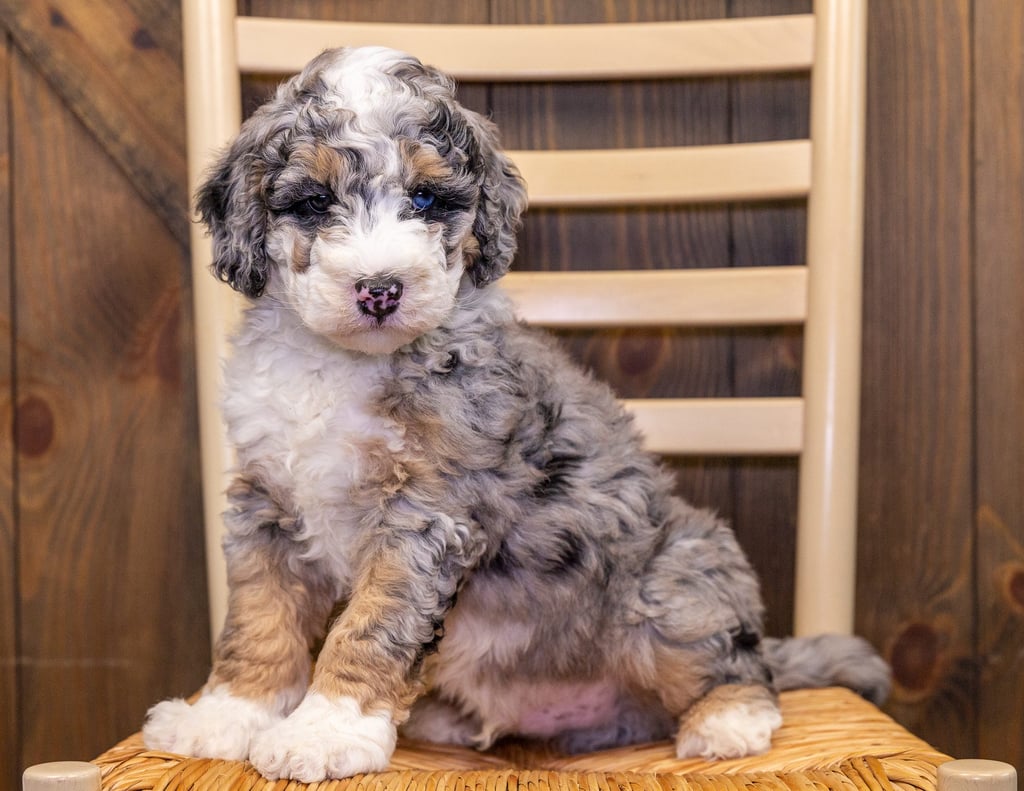 Gizmo is an F1B Sheepadoodle that should have  and is currently living in Iowa