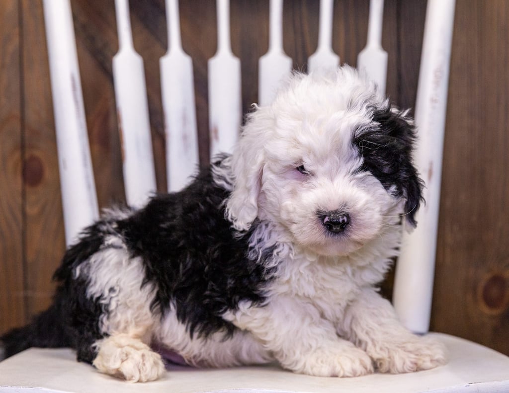 A picture of a Sid, one of our Mini Sheepadoodles puppies that went to their home in New York
