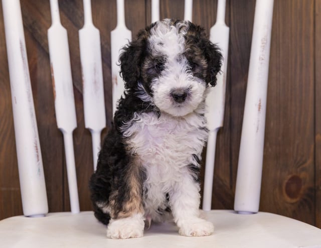 Camo came from Harlee and Parker's litter of F1B Sheepadoodles