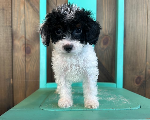 This litter of Cavapoos are of the F1B generation.