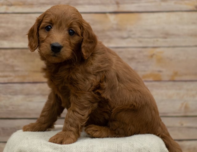 Another great picture of Hope, a Goldendoodles puppy