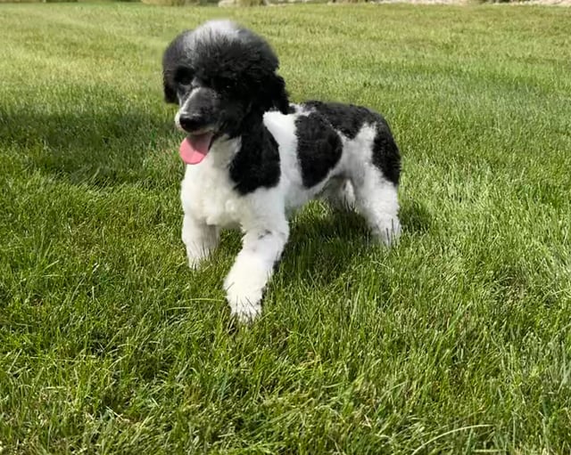 This litter of Sheepadoodles are of the F1B generation.