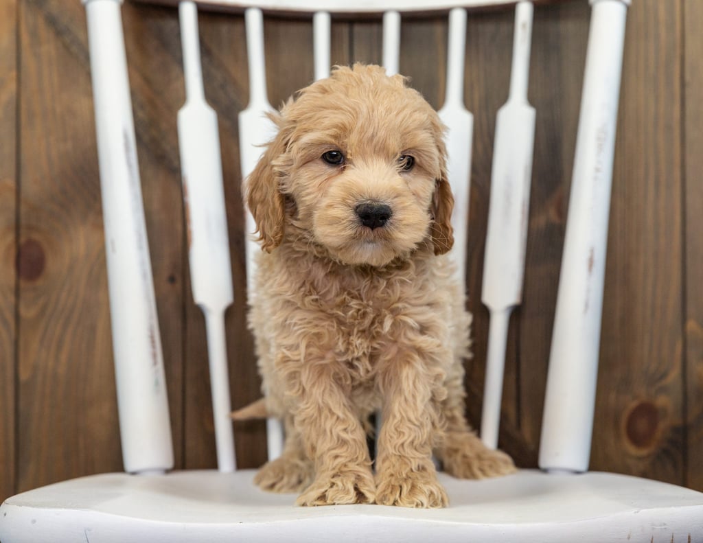 A picture of a Brownie, one of our Mini Goldendoodles for sale