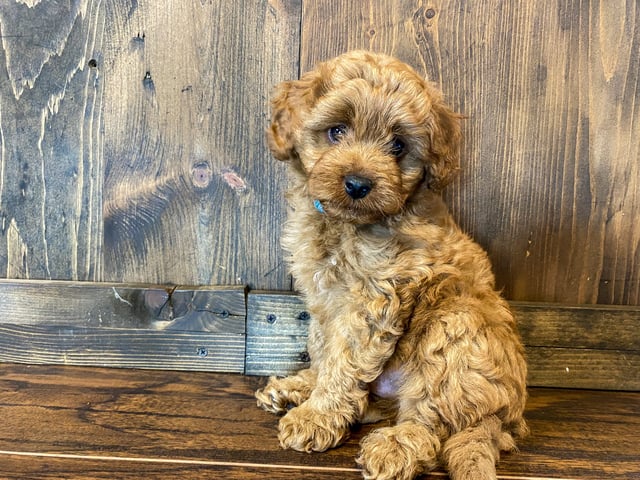 Peter is an F1BB Goldendoodle that should have  and is currently living in Kansas