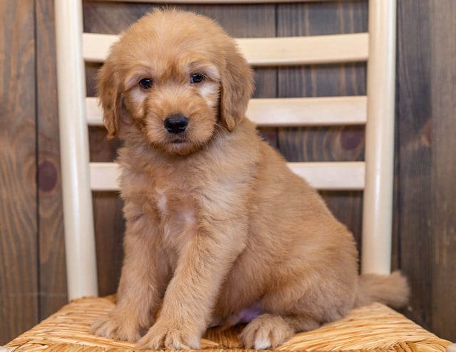 Quero is an F1 Goldendoodle that should have  and is currently living in Iowa