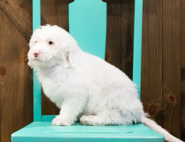 Another great picture of Easton, a Sheepadoodles puppy