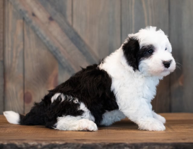Urbane is an F1 Sheepadoodle that should have  and is currently living in California