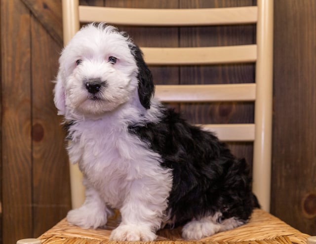 Sam is an F1 Sheepadoodle that should have  and is currently living in California
