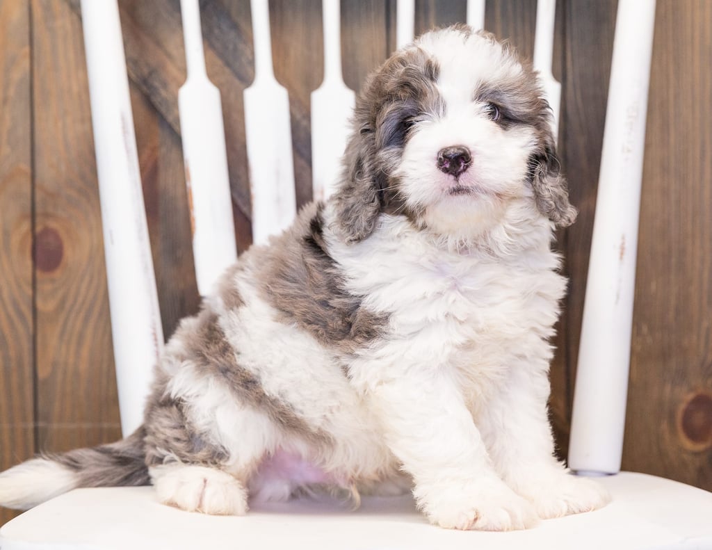 A picture of a Manny, one of our  Bernedoodles puppies that went to their home in Texas