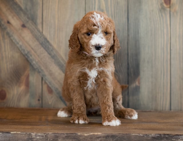 A picture of a Eve, one of our Mini Goldendoodles for sale