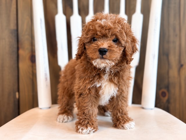 A picture of a Griffin, a gorgeous Petite Cavapoos for sale