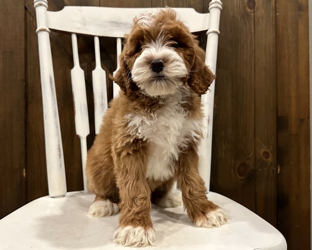 A picture of a Peanut, a gorgeous Standard Goldendoodles for sale