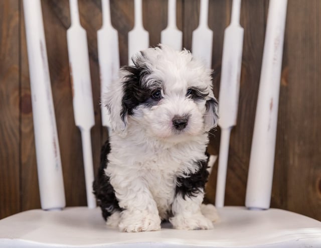 Yogi came from Tuxxy and Stanley's litter of F1 Sheepadoodles