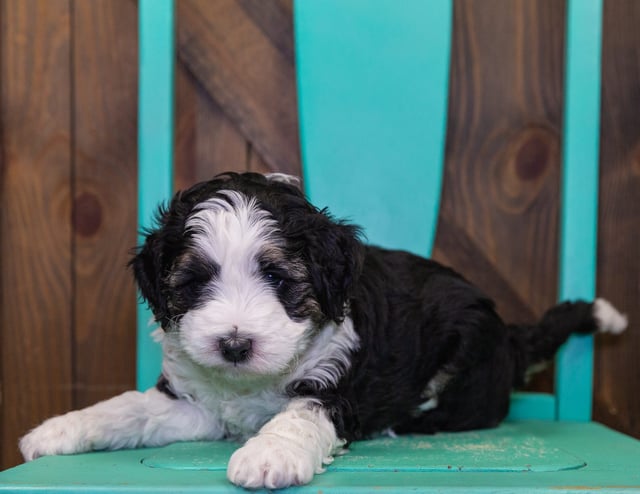 Martin is an F1B Bernedoodle that should have  and is currently living in WV