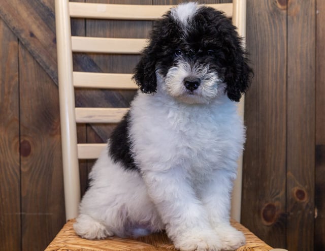 A picture of a Gibbs, a gorgeous Mini Sheepadoodles for sale