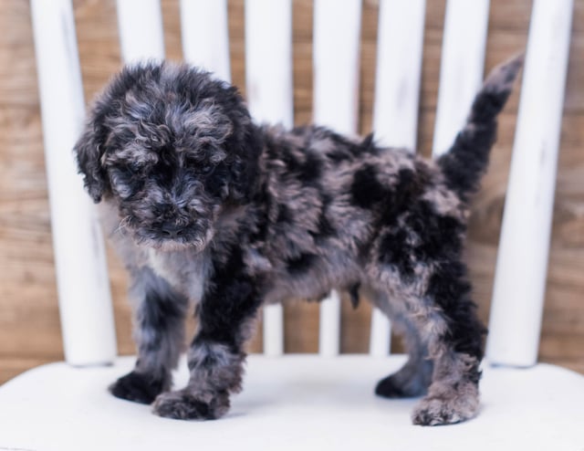 Ajax is an F1B Goldendoodle that should have  and is currently living in South Dakota