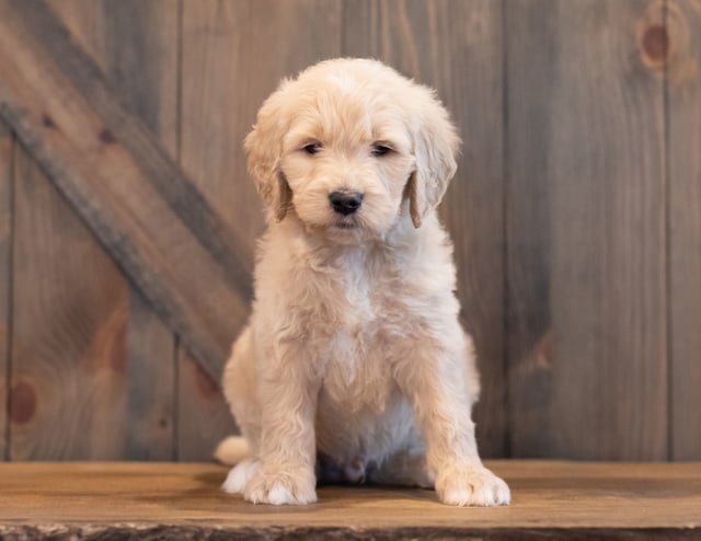 Ted is an F1 Goldendoodle that should have  and is currently living in Iowa