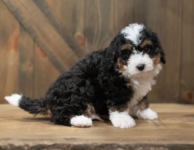 A picture of a Scotty, one of our Mini Bernedoodles puppies that went to their home in California