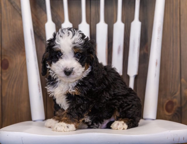 Ian is an F1 Bernedoodle that should have  and is currently living in Washington